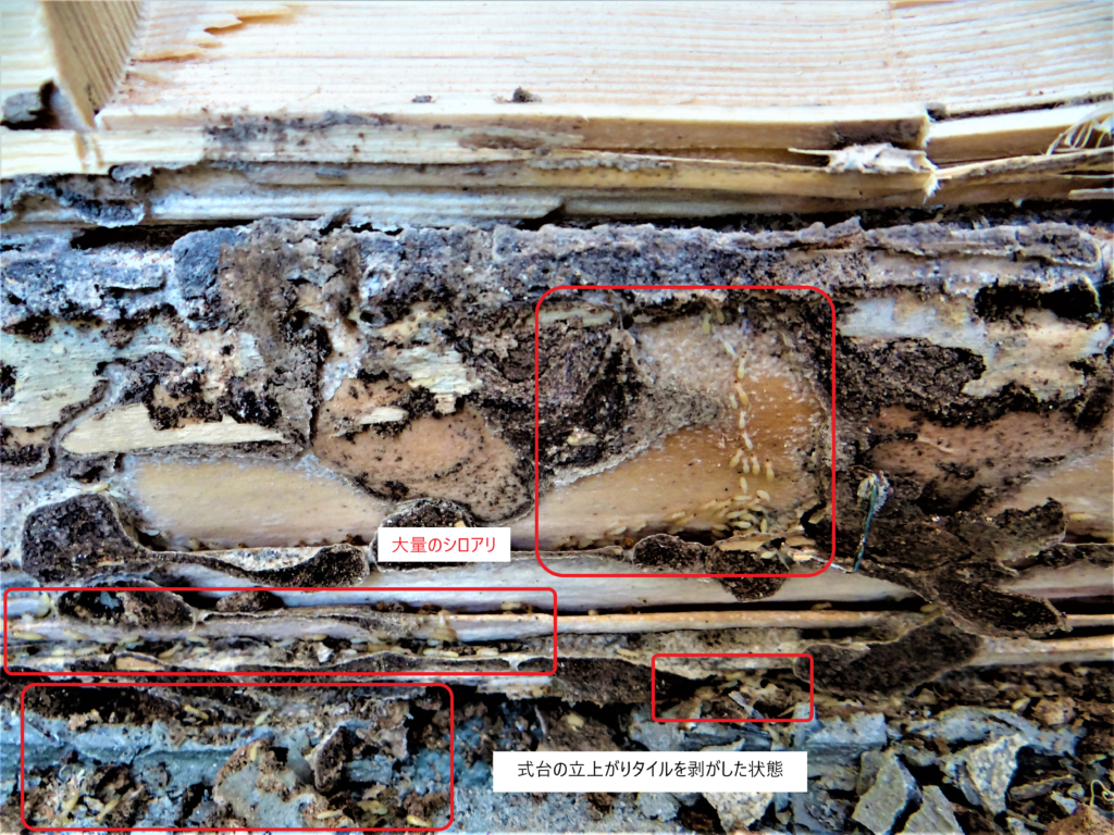 シロアリ調査⑤（白蟻駆除サービスセンター愛知）