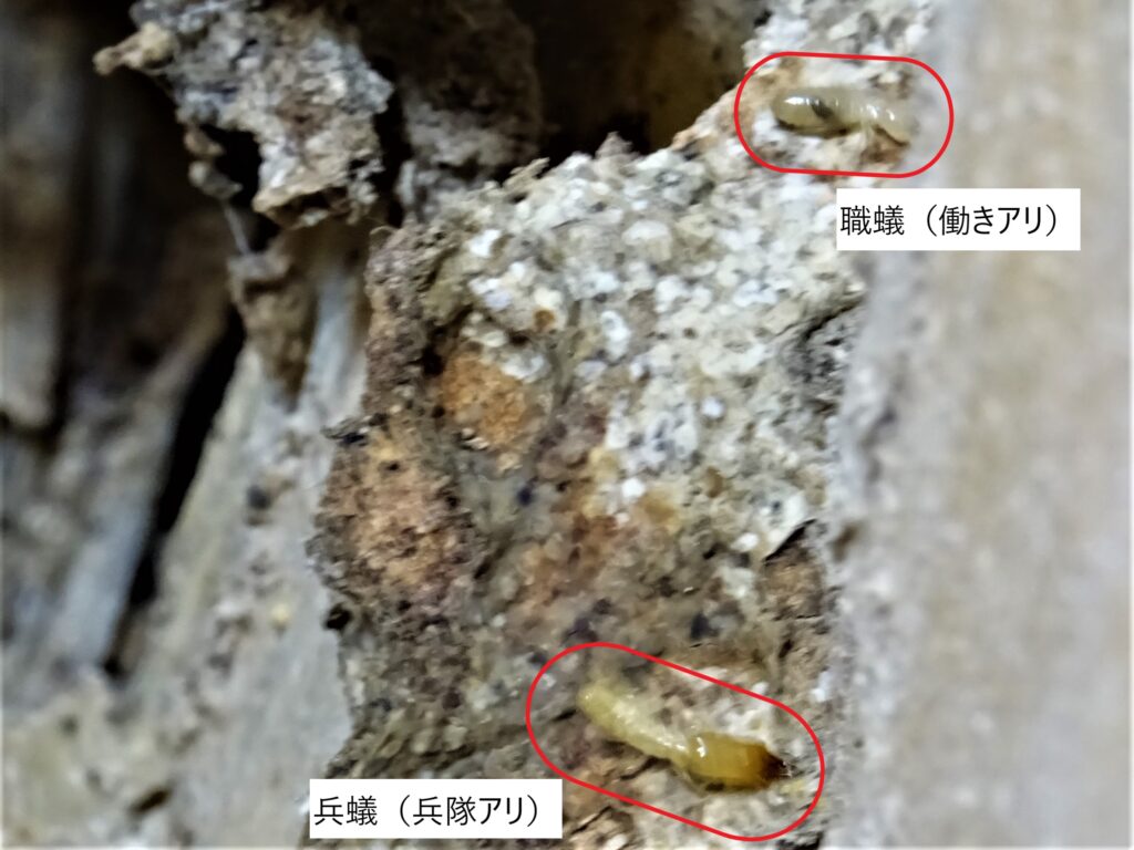 台所の白蟻調査④（白蟻駆除サービスセンター愛知）