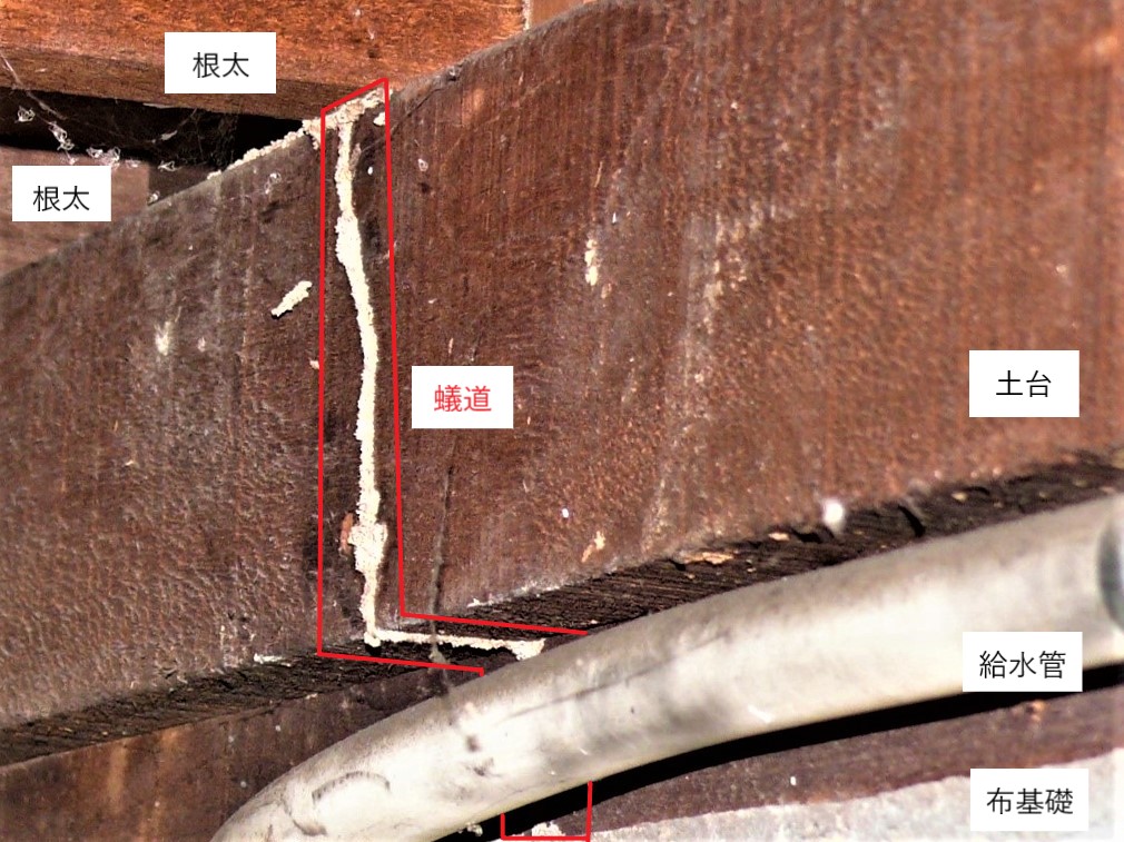 洗濯機の下の白蟻調査⑤（白蟻駆除サービスセンター愛知）