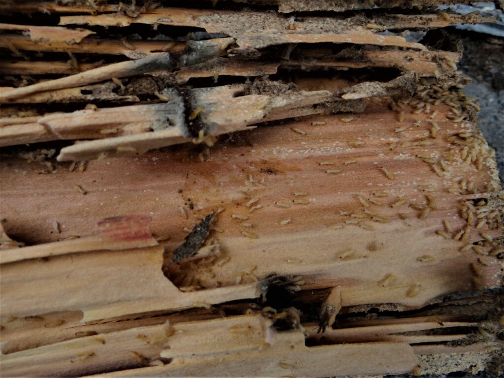 木材の内部にいるシロアリ（白蟻駆除サービスセンター愛知）